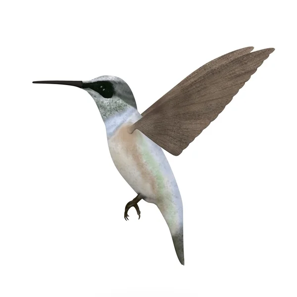 Render 3D ptaka colibri — Zdjęcie stockowe