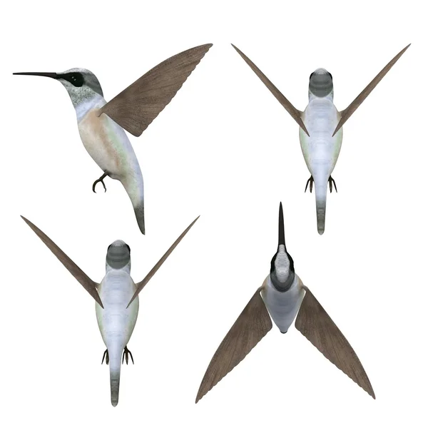 3D render colibri fågel — Stockfoto
