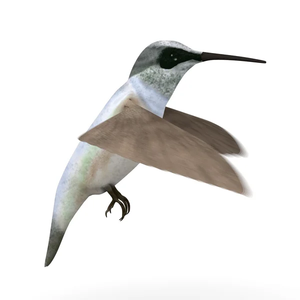 3D vykreslení colibri ptáka — Stock fotografie