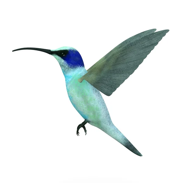 3d rendición de colibrí pájaro — Foto de Stock