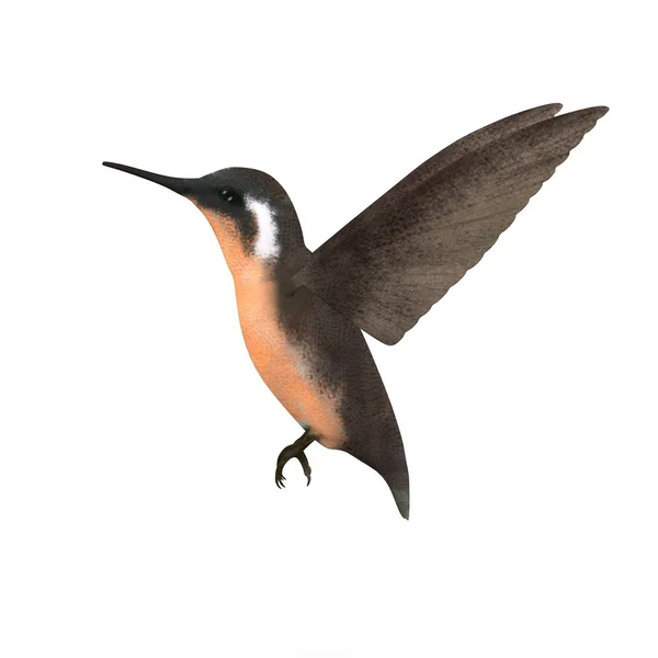 Render 3D ptaka colibri — Zdjęcie stockowe