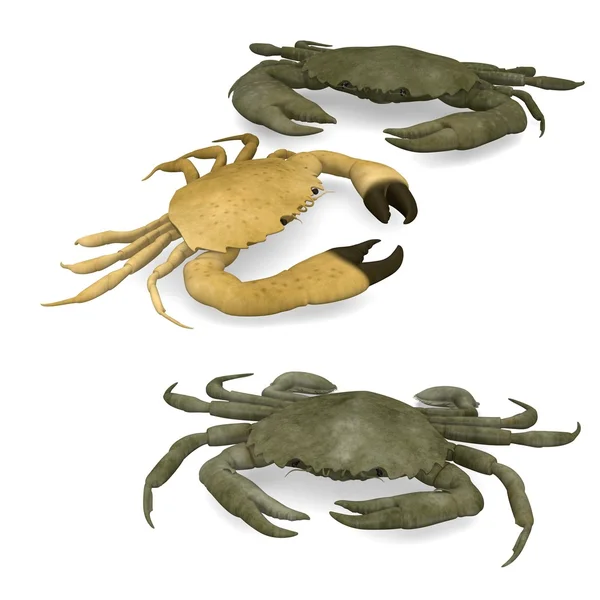 3d render of crustacean animals-crabs — Stock Photo, Image