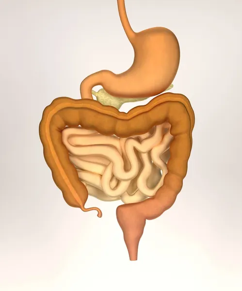 Rendering 3d del sistema digestivo — Foto Stock
