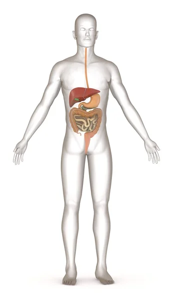 3d render of artificial character with digestive system — Stock Photo, Image