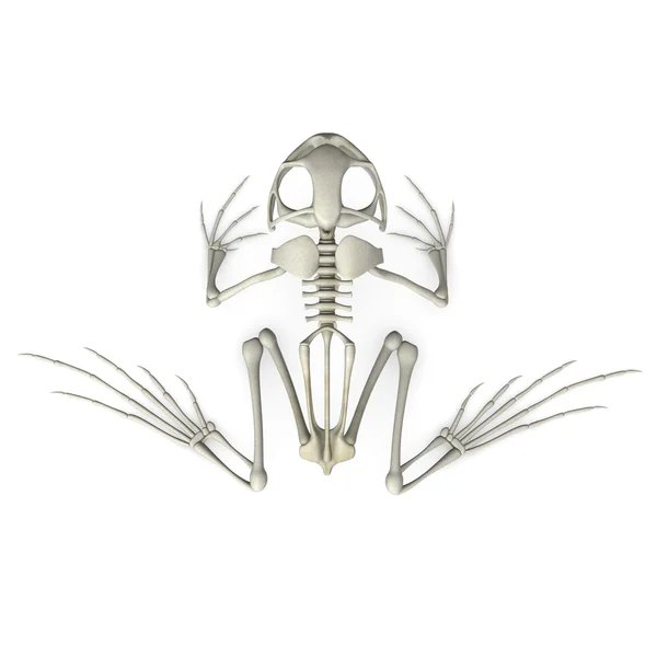 Rendering 3d dello scheletro di rana — Foto Stock