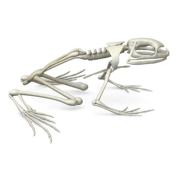 3D render van kikker skelet — Stockfoto