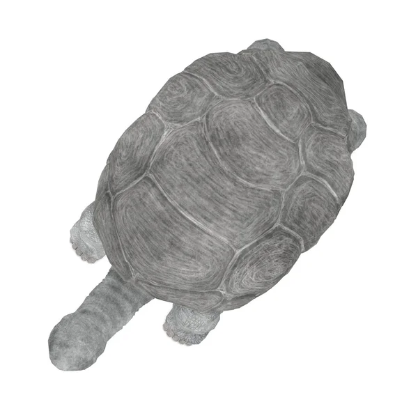 3D-Darstellung von Geochelone nigra — Stockfoto