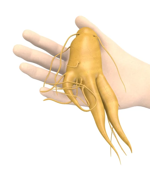 3D-Darstellung der Hand mit Ginseng — Stockfoto