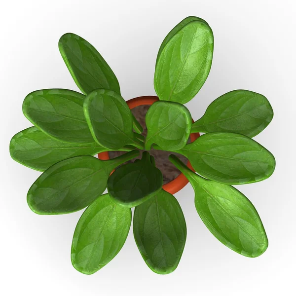 3D render van kalanchoe thyrisflora — Stockfoto