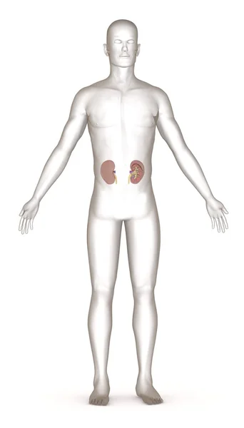 3d renderizado de carácter artificial con riñones — Foto de Stock
