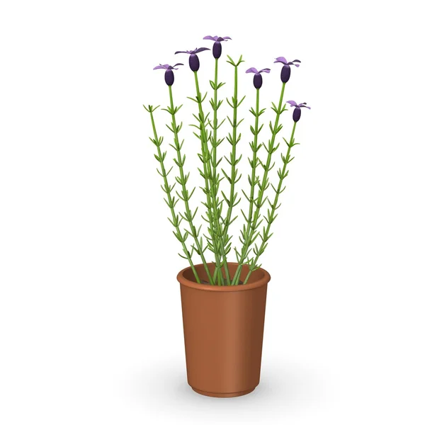 Rendering 3d del fiore di lavendula — Foto Stock