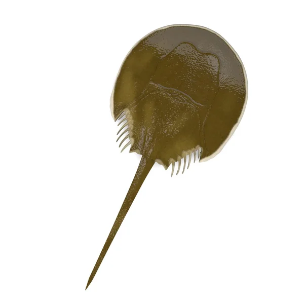 カブトガニ moluccanus の 3 d レンダリング — ストック写真