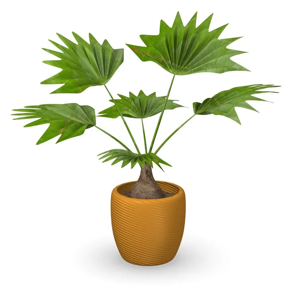 3d renderização de livinstonia rotundifolia — Fotografia de Stock