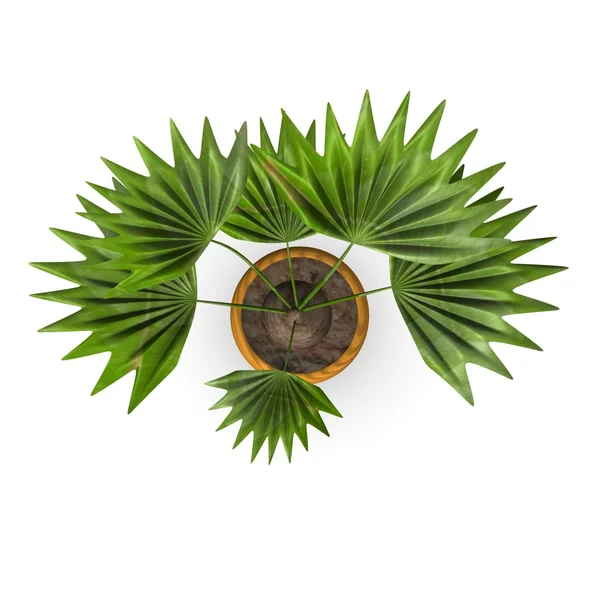 3d renderização de livinstonia rotundifolia — Fotografia de Stock