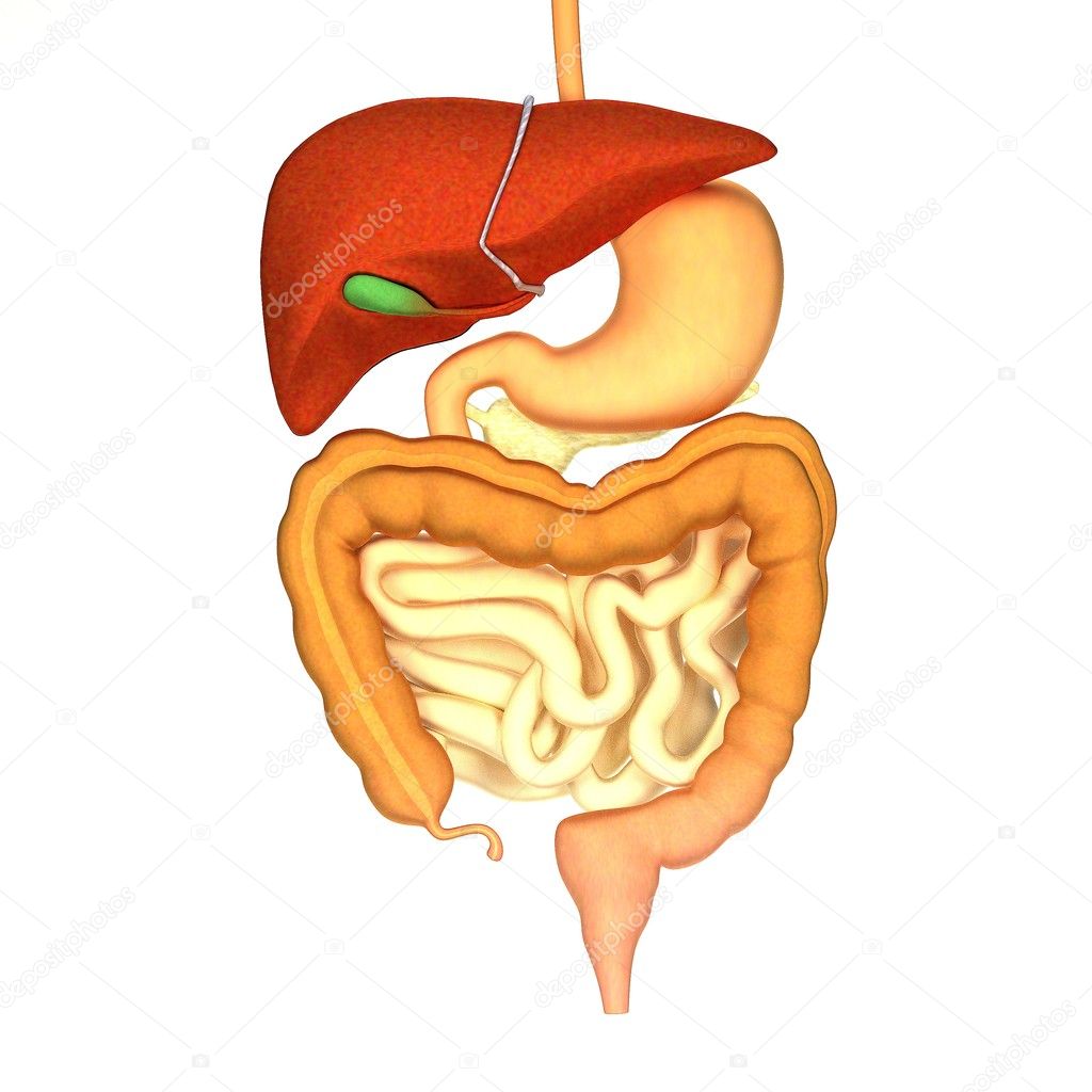 3d render of human digestive system
