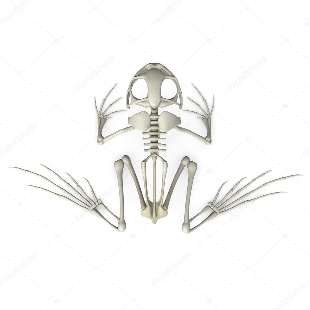 3d render of frog skeleton — Stock Photo © 3drenderings #10698878