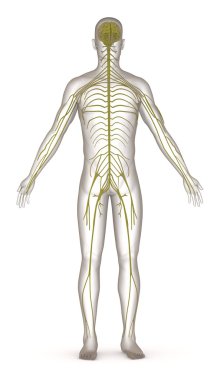 3d render of artificial character with nervous system clipart