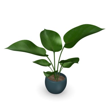 philodendron bitki 3D render