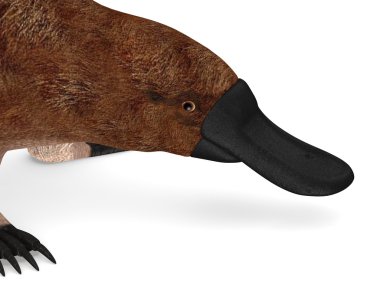 3d render of platypus animal clipart