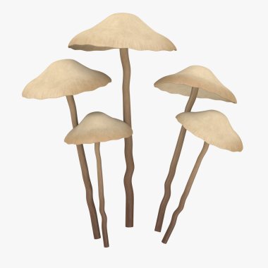 3d render of psilocybe bohemica clipart