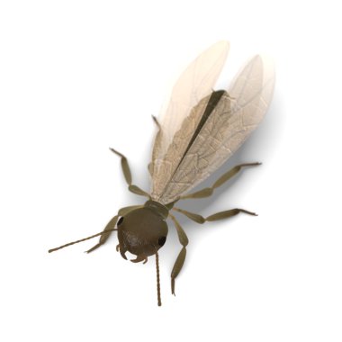3d render of termite alate clipart