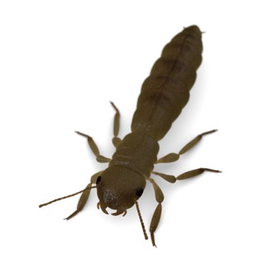 3d render of termite king clipart
