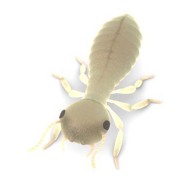 termit larva 3D render