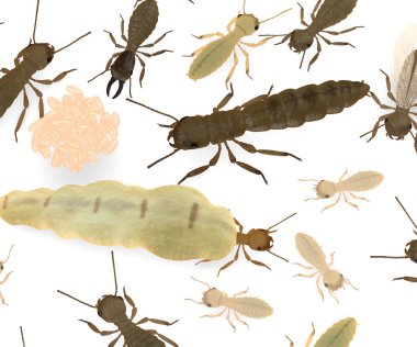 3d render of termite animals clipart
