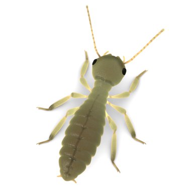 3d render of termite nymph clipart