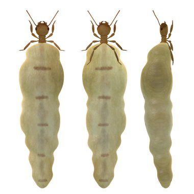 3d render of termite queen clipart