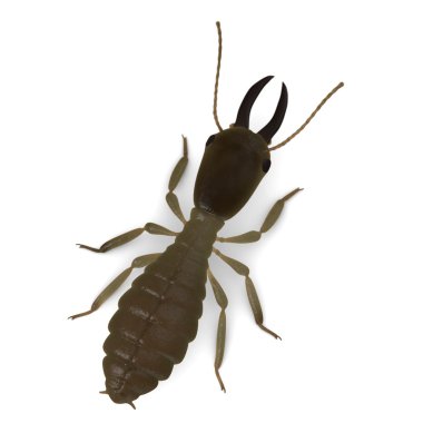 3d render of termite soldier clipart