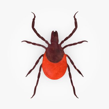 3d render of tick animal