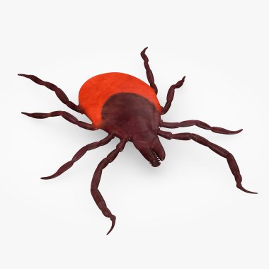 3d render of tick animal