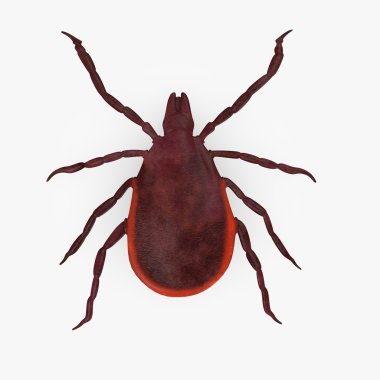 3d render of tick animal