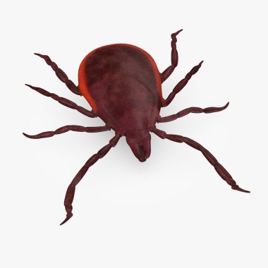 3d render of tick animal clipart