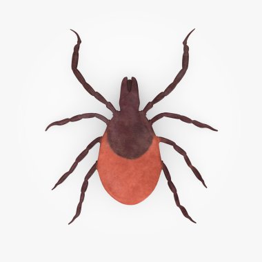 3d render of tick animal