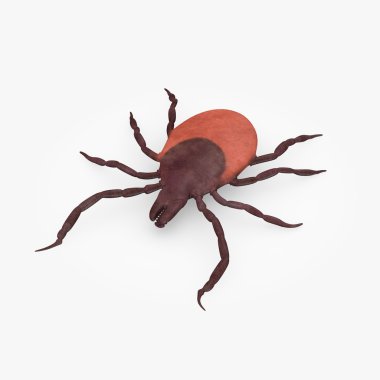 3d render of tick animal