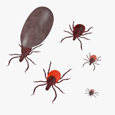 3d render of tick animals clipart