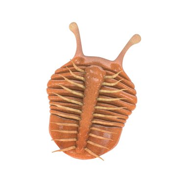 3D render trilobite hayvan