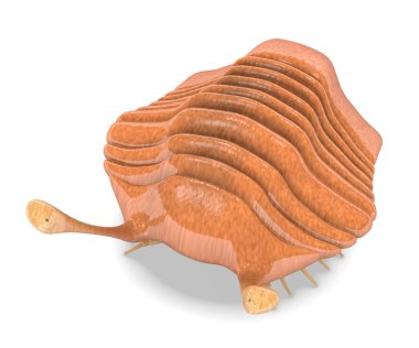 3D render trilobite hayvan