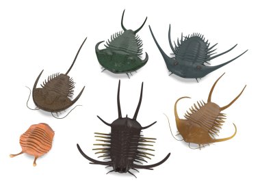 3D render trilobite hayvan