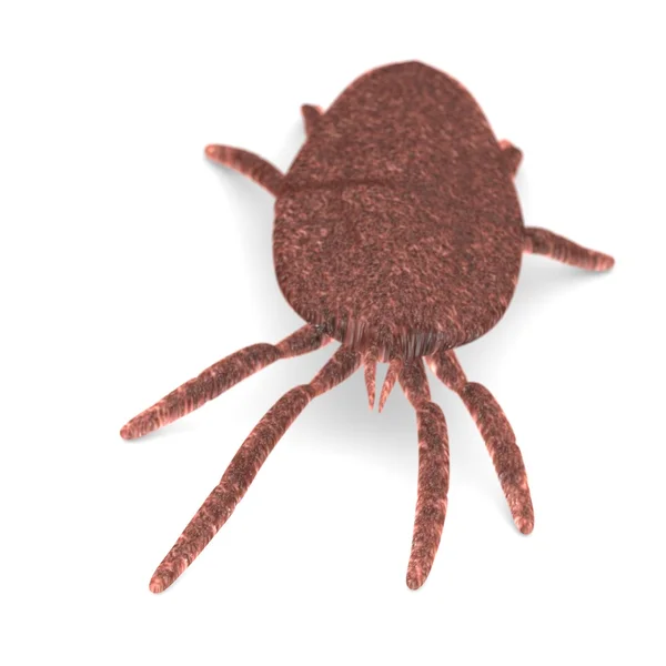 3D renderowania roztocza Bug — Zdjęcie stockowe