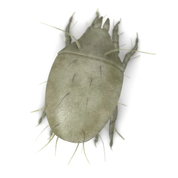 3D-Darstellung von Milben-Bug — Stockfoto