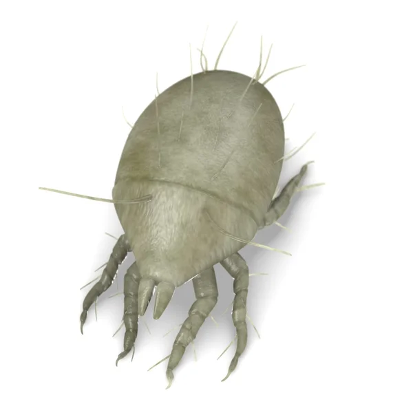 3D-Darstellung von Milben-Bug — Stockfoto
