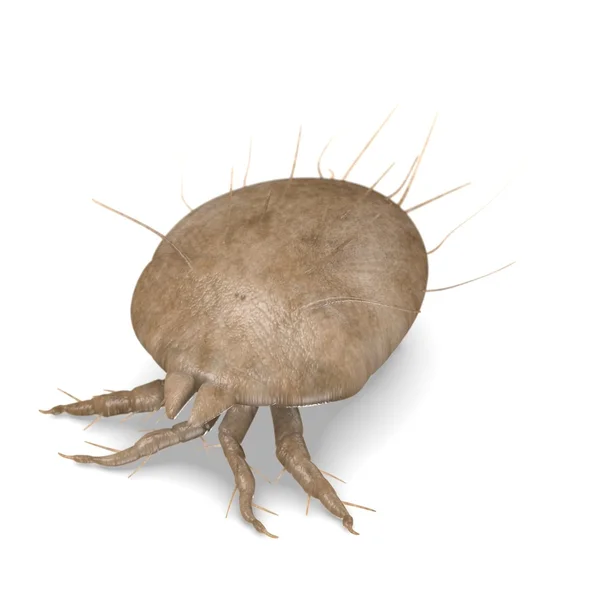 3d render of mite bug — Stock Photo, Image