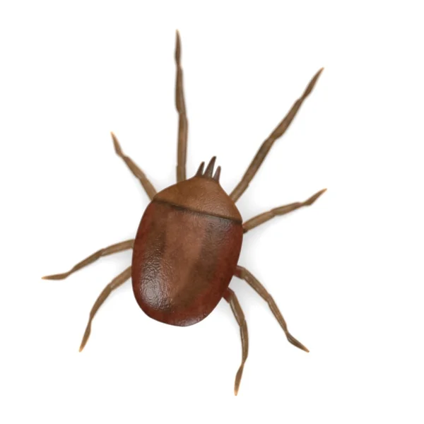 3D renderowania roztocza Bug — Zdjęcie stockowe