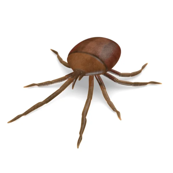 3D render bir böceği böcek — Stok fotoğraf