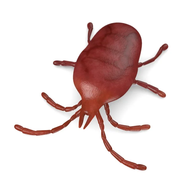 3d renderização de bug ácaro — Fotografia de Stock