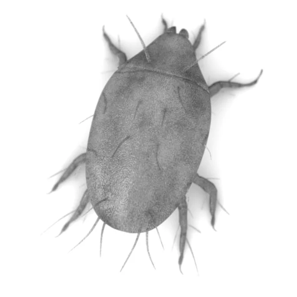 3D render bir böceği böcek — Stok fotoğraf