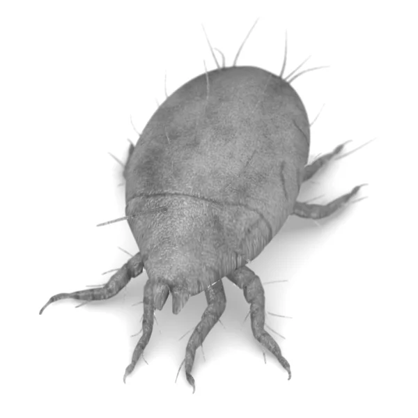 3D renderowania roztocza Bug — Zdjęcie stockowe